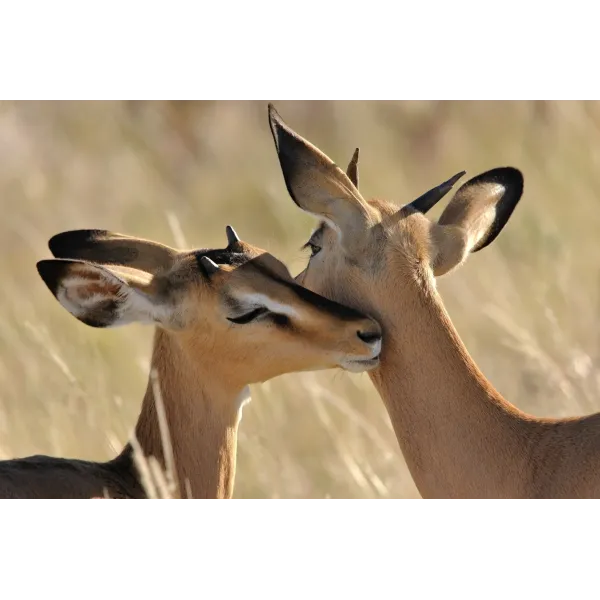 Animal Impala Mouse Pad (Desk Mat)