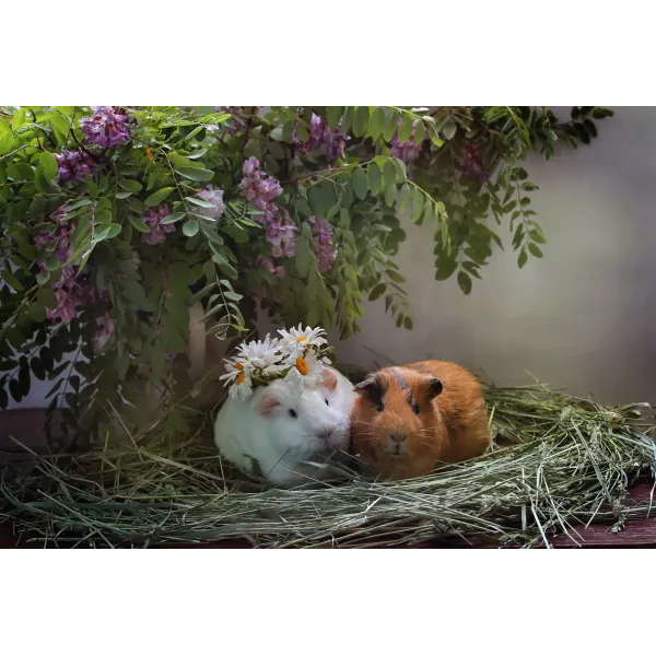 Animal Guinea Pig Mouse Pad (Desk Mat)