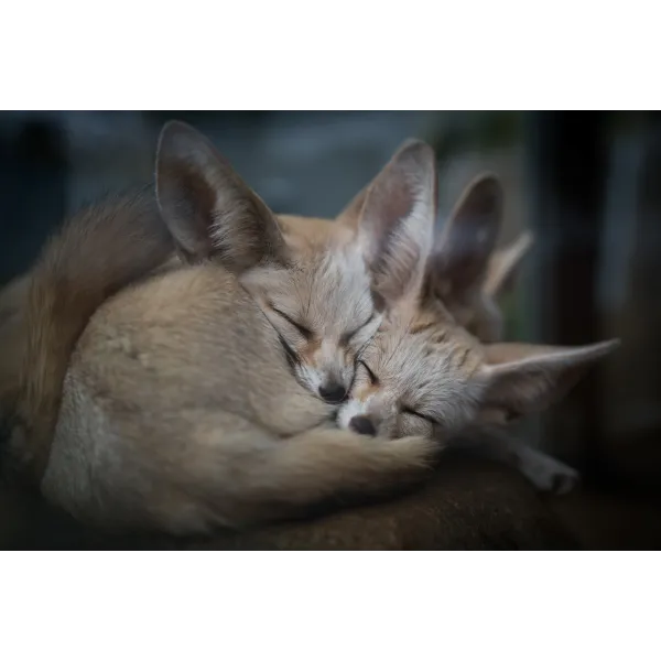 Animal Fennec Fox Mouse Pad (Desk Mat)