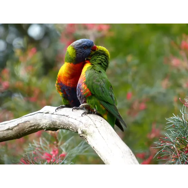 Animal Rainbow Lorikeet Mouse Pad (Desk Mat)