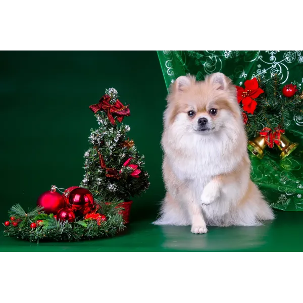 Animal Pomeranian Mouse Pad (Desk Mat)