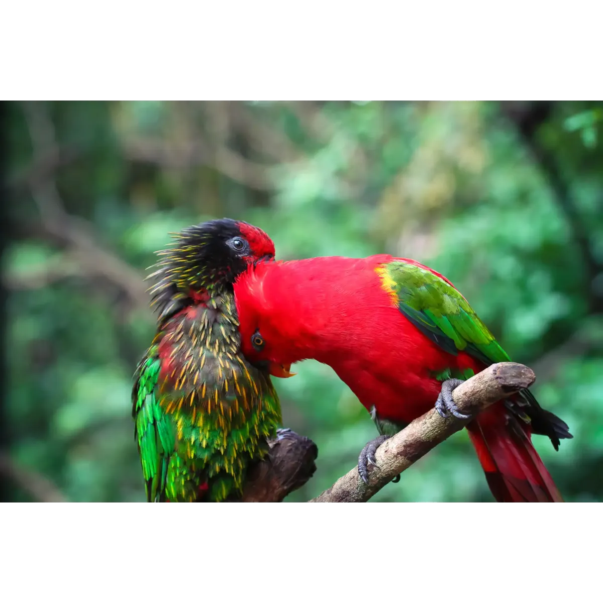 Animal Parrot Mouse Pad (Desk Mat)