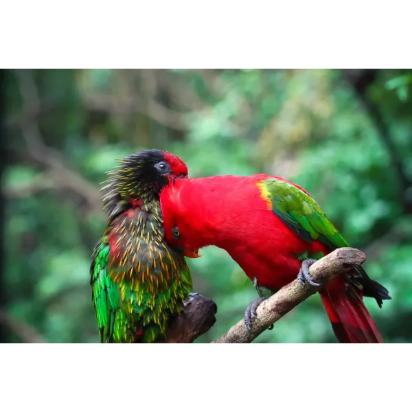 Animal Parrot Mouse Pad (Desk Mat)