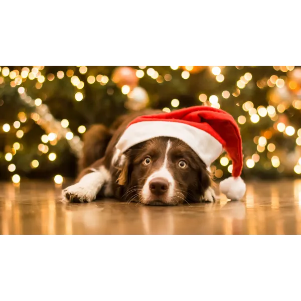 Animal Border Collie Mouse Pad (Desk Mat)