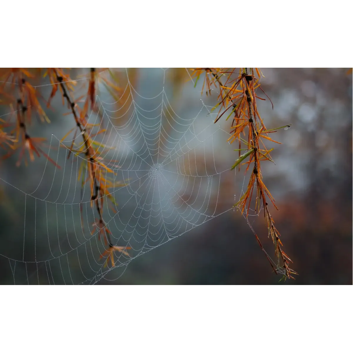 Photography Spider Web Mouse Pad (Desk Mat)