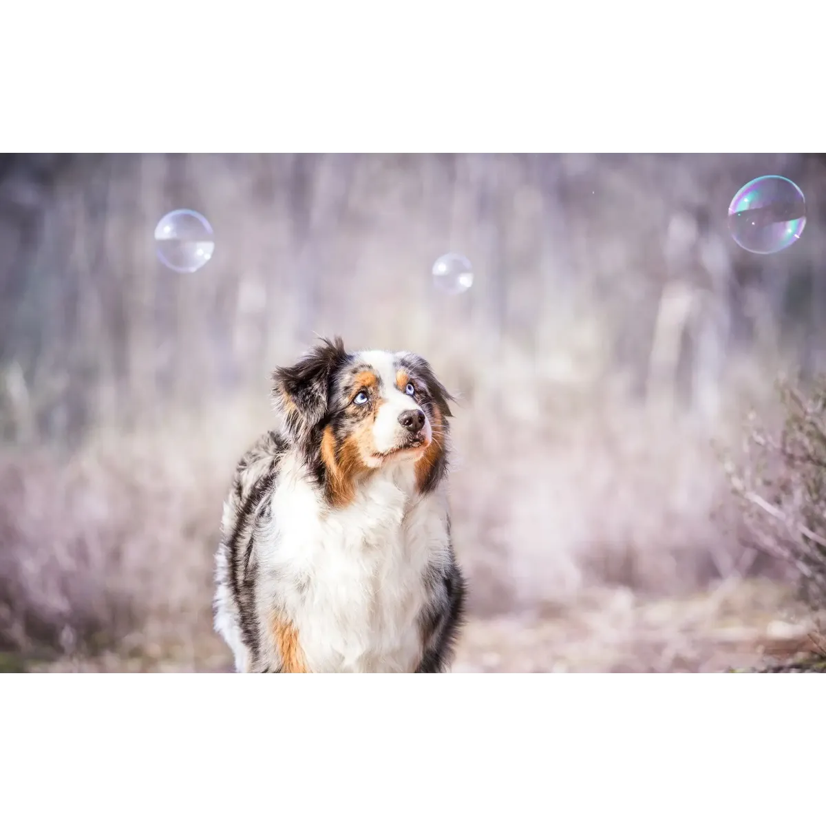 Animal Australian Shepherd Mouse Pad (Desk Mat)