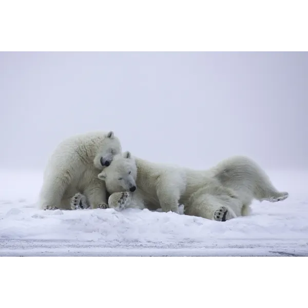 Animal Polar Bear Mouse Pad (Desk Mat)