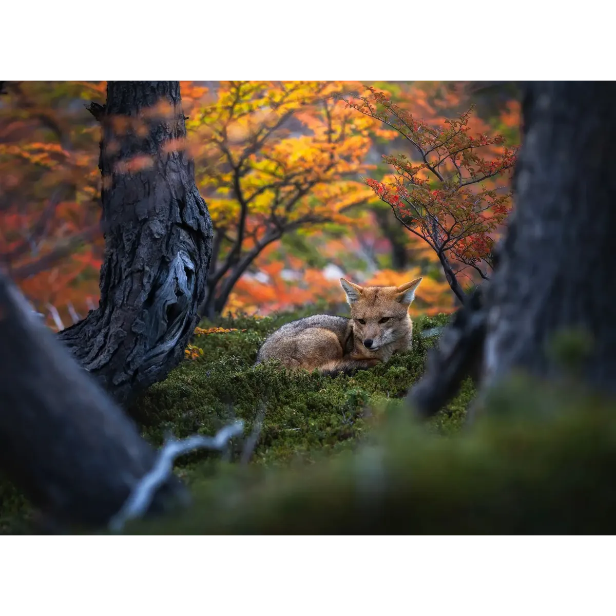 Animal Fox Mouse Pad (Desk Mat)