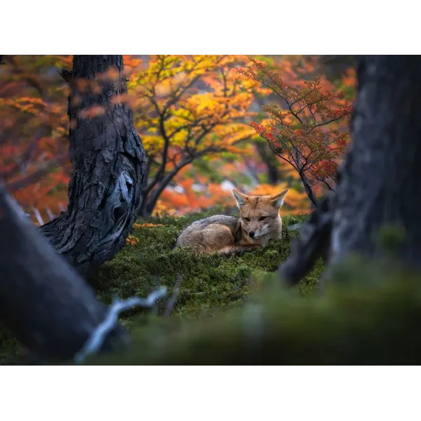 Animal Fox Mouse Pad (Desk Mat)