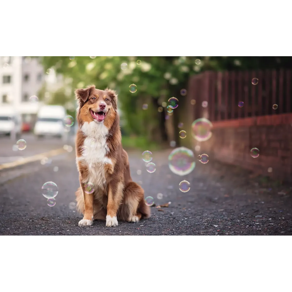 Animal Australian Shepherd  Mouse Pad (Desk Mat)