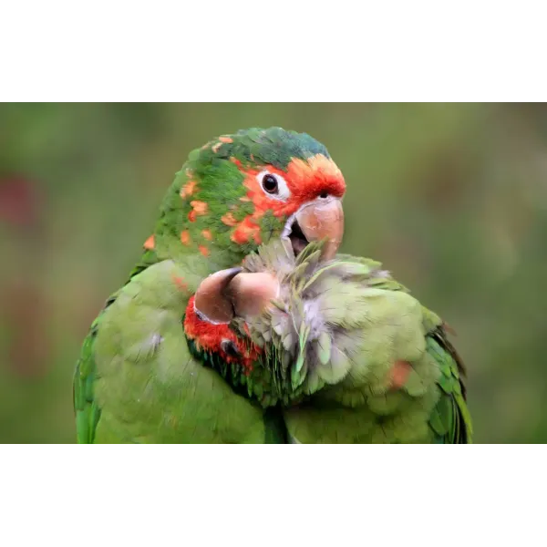 Animal Parrot Mouse Pad (Desk Mat)