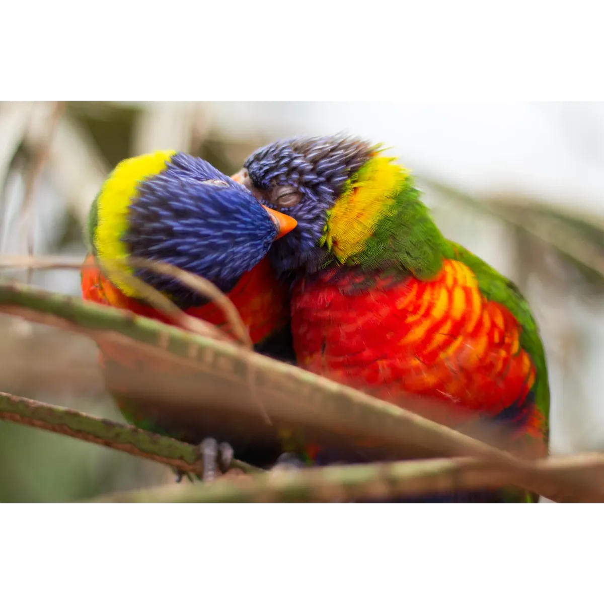 Rainbow Lorikeets Mouse Pad (Desk Mat)