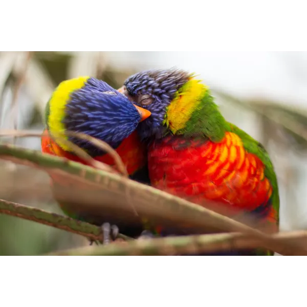 Rainbow Lorikeets Mouse Pad (Desk Mat)