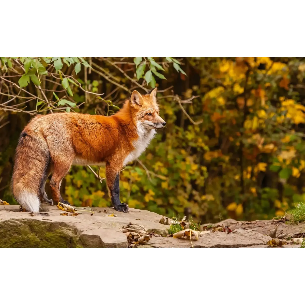 Animal Fox Mouse Pad (Desk Mat)