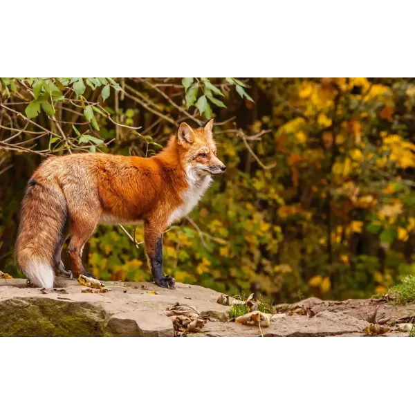 Animal Fox Mouse Pad (Desk Mat)