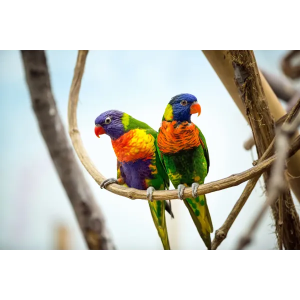 Animal Rainbow Lorikeet Mouse Pad (Desk Mat)