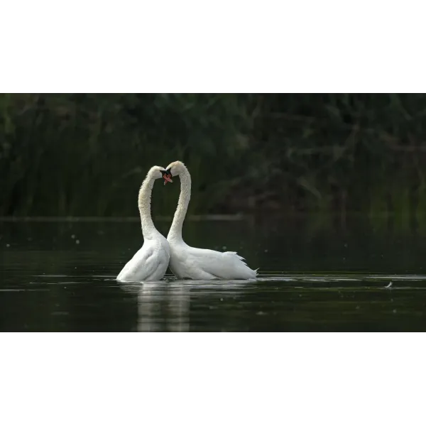 Animal Mute swan Mouse Pad (Desk Mat)