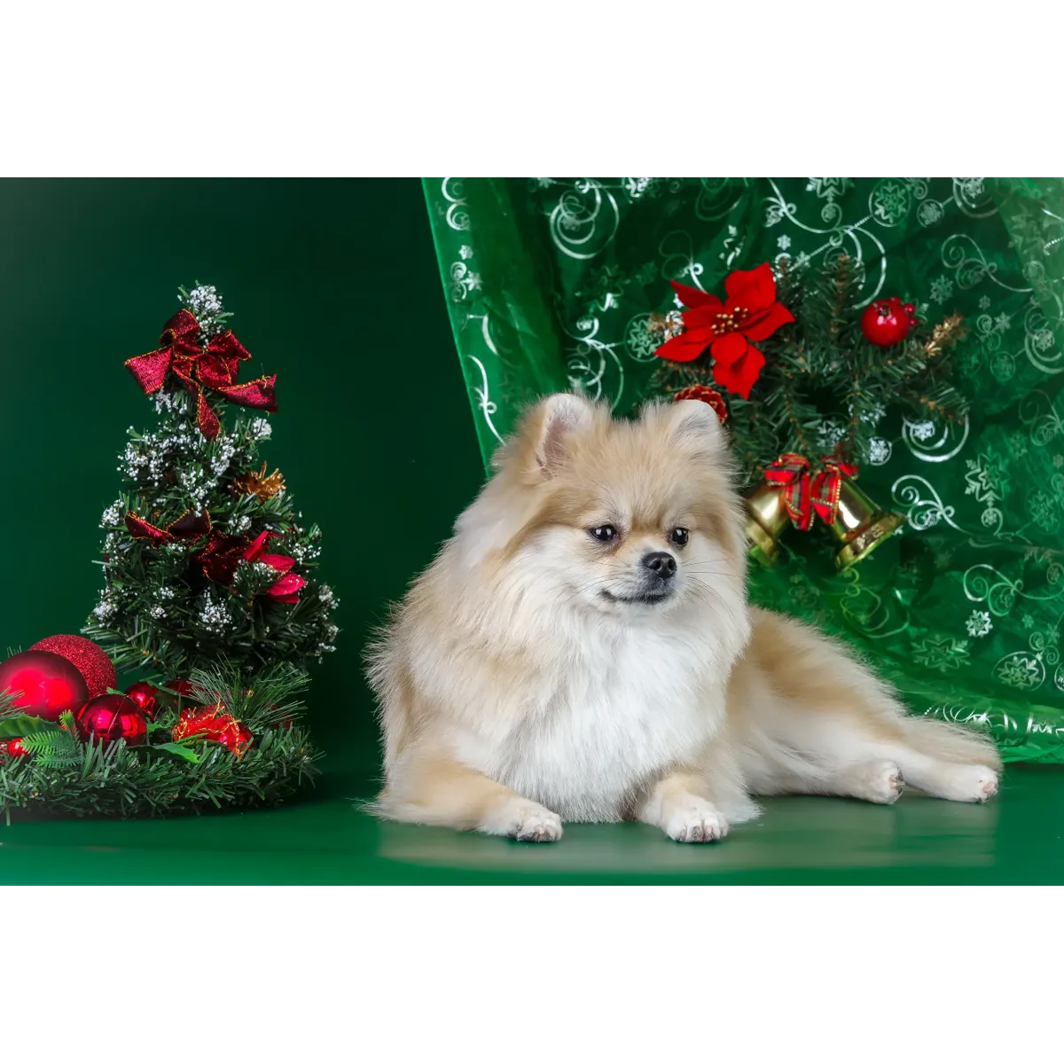 Animal Pomeranian Mouse Pad (Desk Mat)