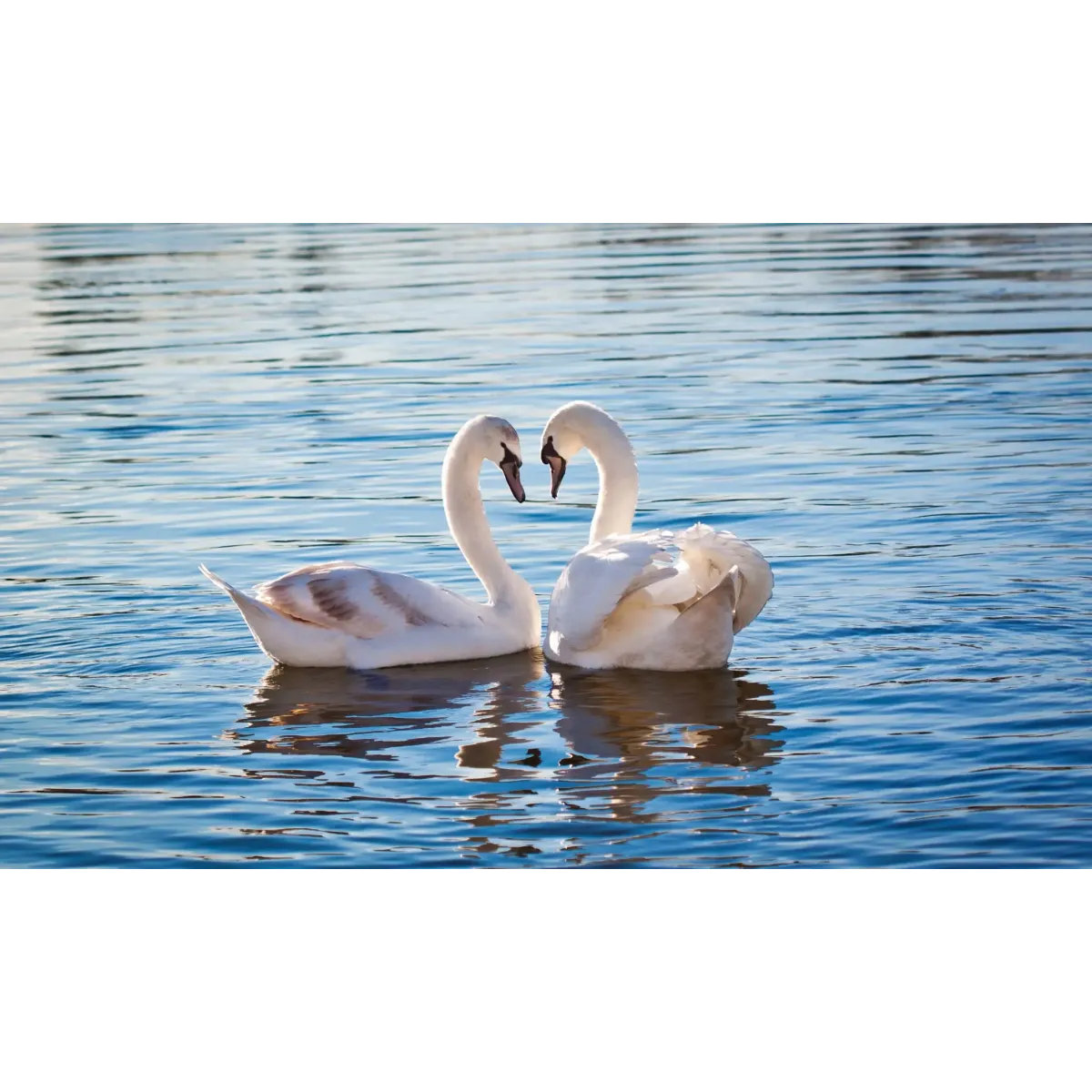 Animal Mute swan Mouse Pad (Desk Mat)