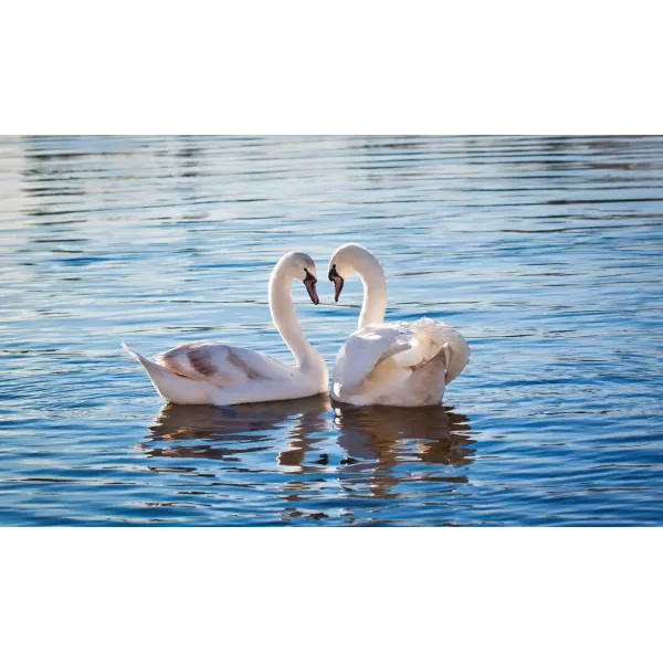 Animal Mute swan Mouse Pad (Desk Mat)