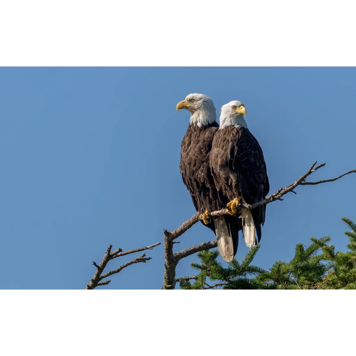 Animal Bald Eagle Mouse Pad (Desk Mat)