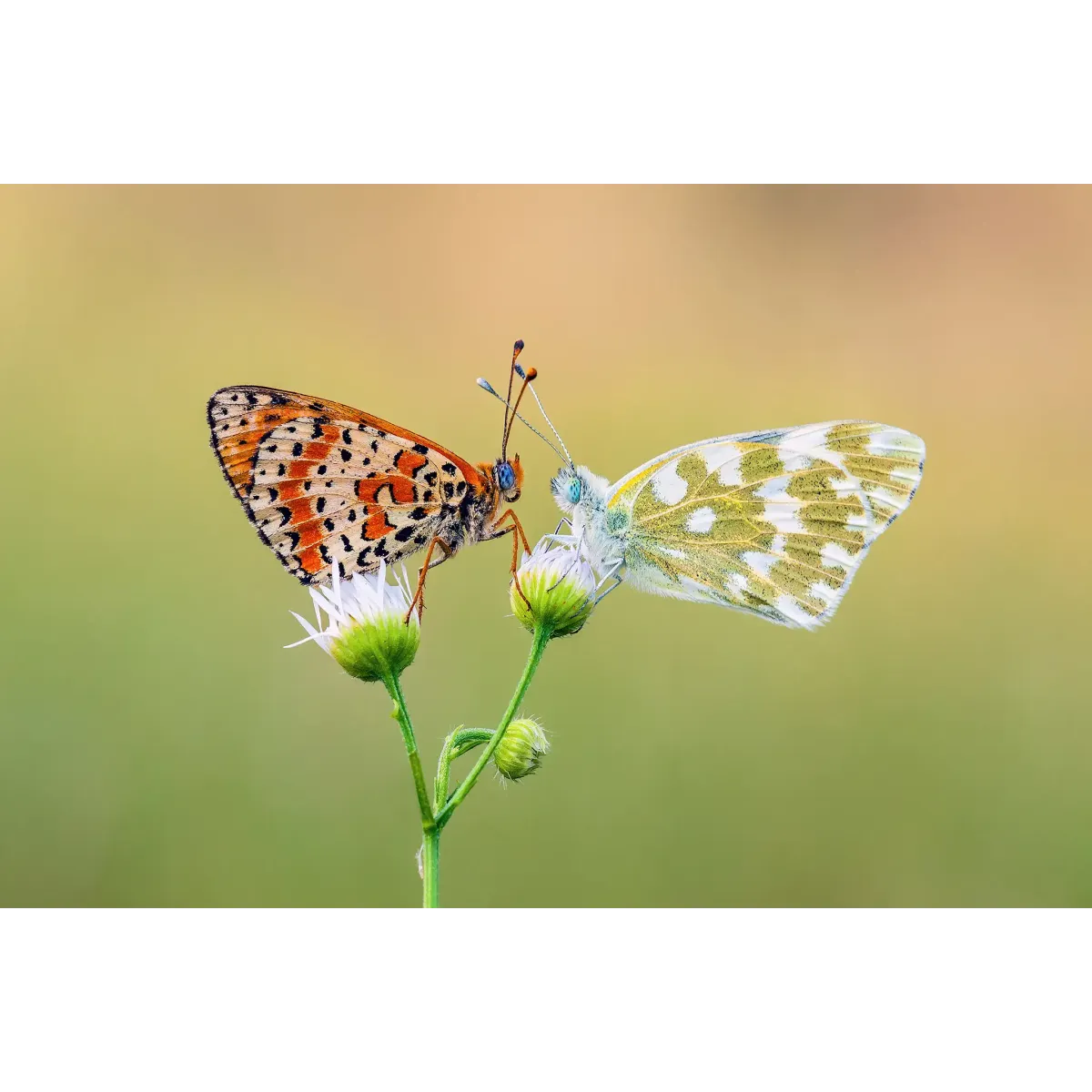 Animal Butterfly Mouse Pad (Desk Mat)