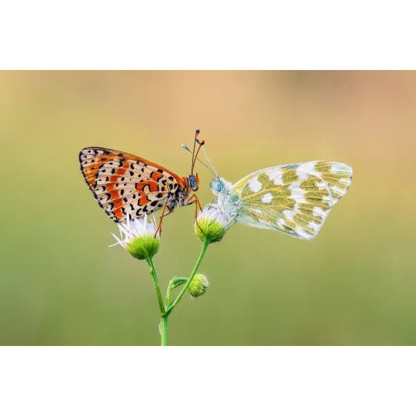 Animal Butterfly Mouse Pad (Desk Mat)