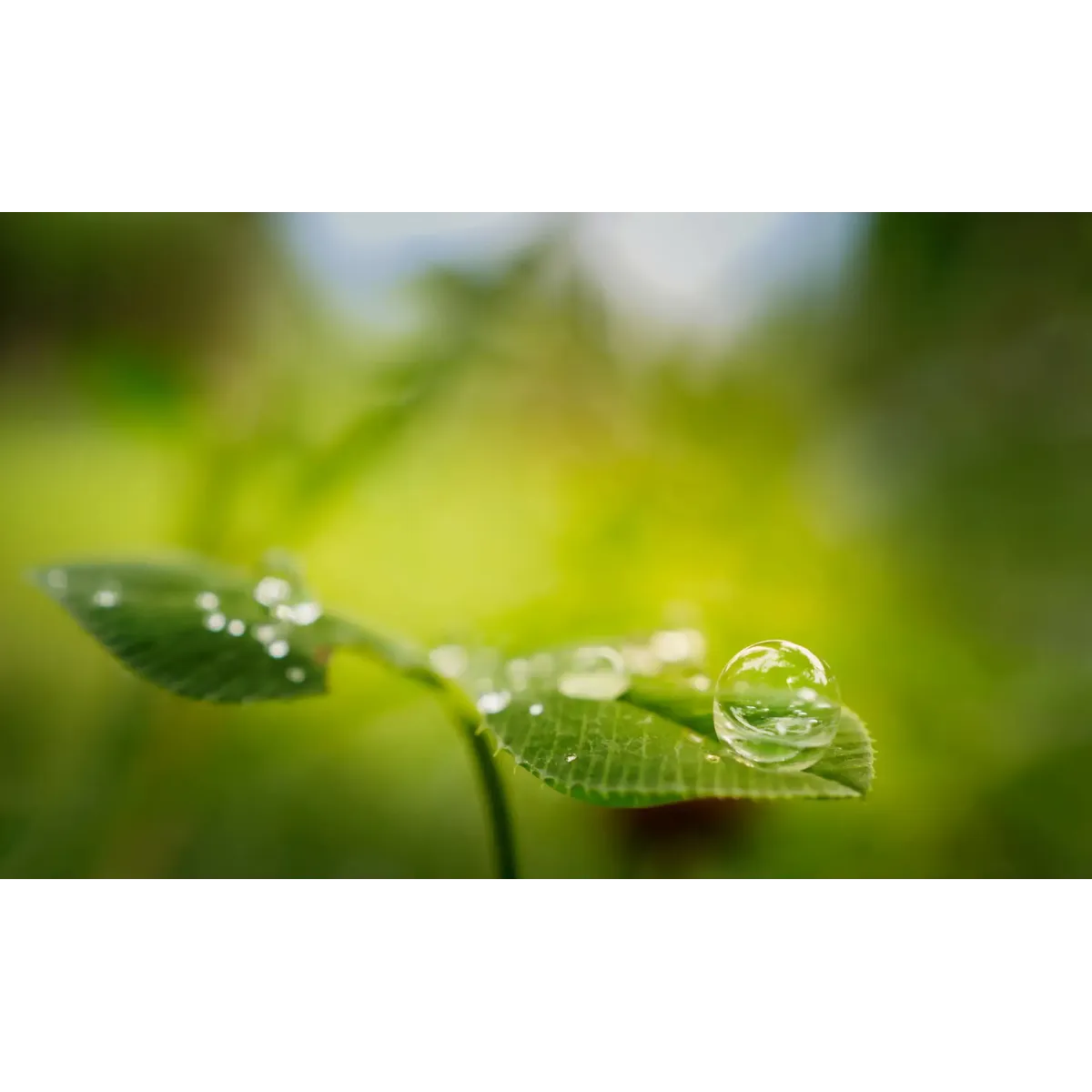 Nature Water Drop Mouse Pad (Desk Mat)