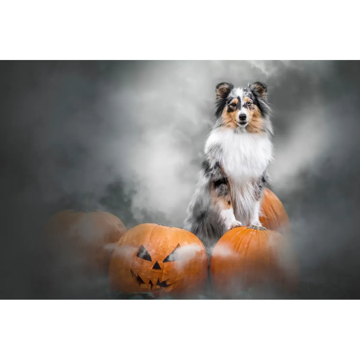 Animal Shetland Sheepdog Mouse Pad (Desk Mat)