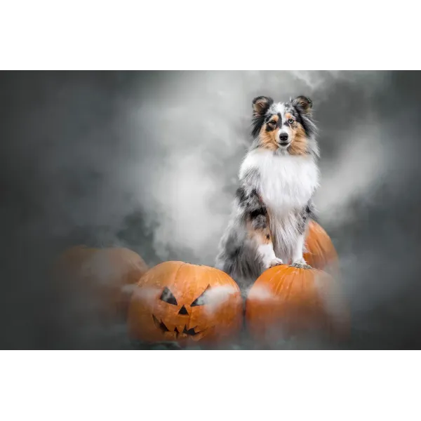 Animal Shetland Sheepdog Mouse Pad (Desk Mat)