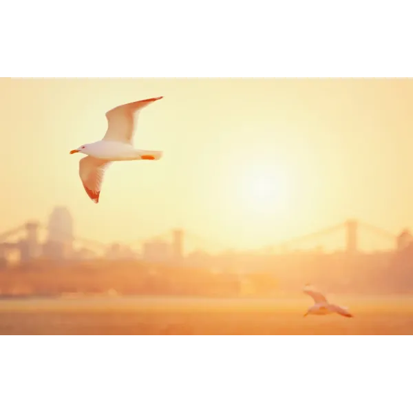 Animal Seagull Mouse Pad (Desk Mat)