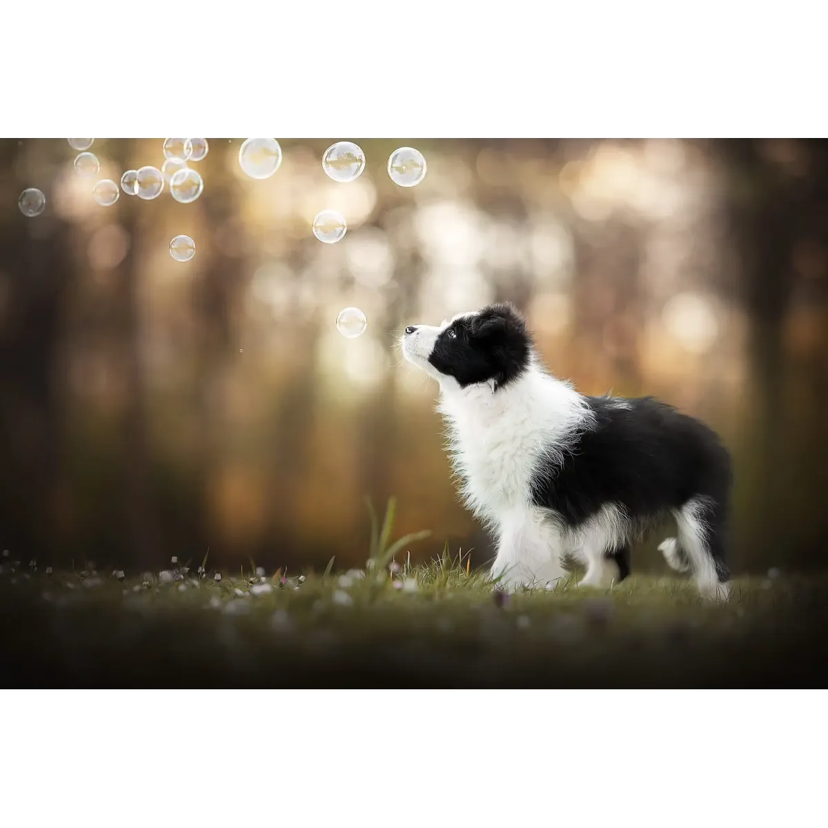 Animal Border Collie Mouse Pad (Desk Mat)