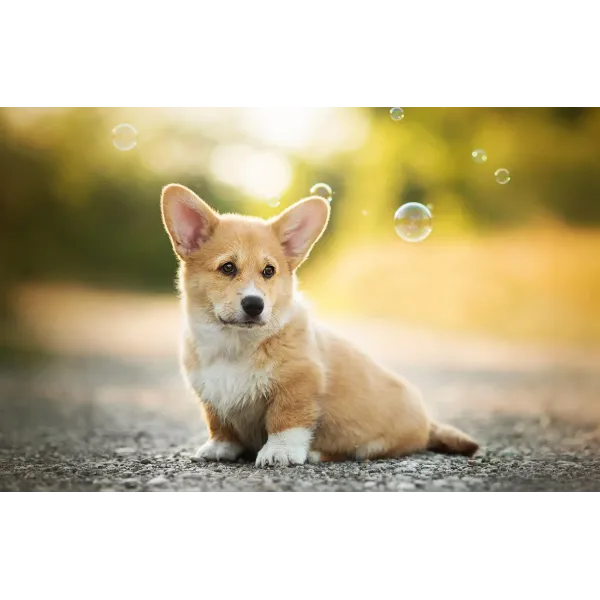 Animal Corgi Mouse Pad (Desk Mat)